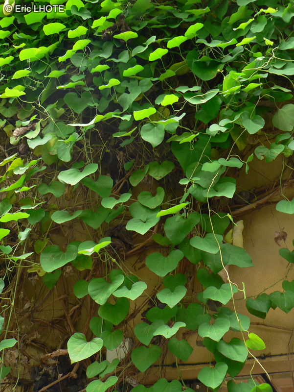 Aristolochiaceae - Aristolochia brasiliensis - Aristoloche du Brésil