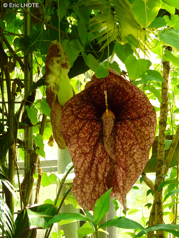 Aristolochiaceae - Aristolochia gigantea - Aristoloche géante