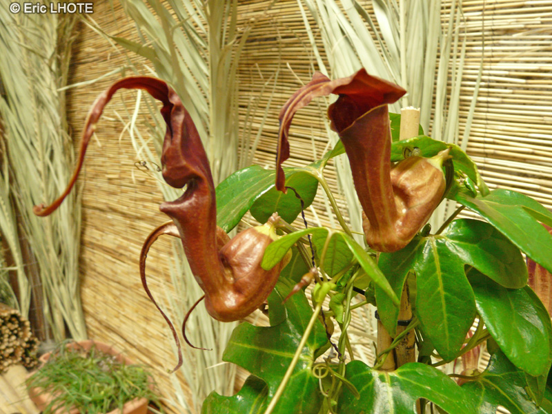  - Aristolochia kewensis - 