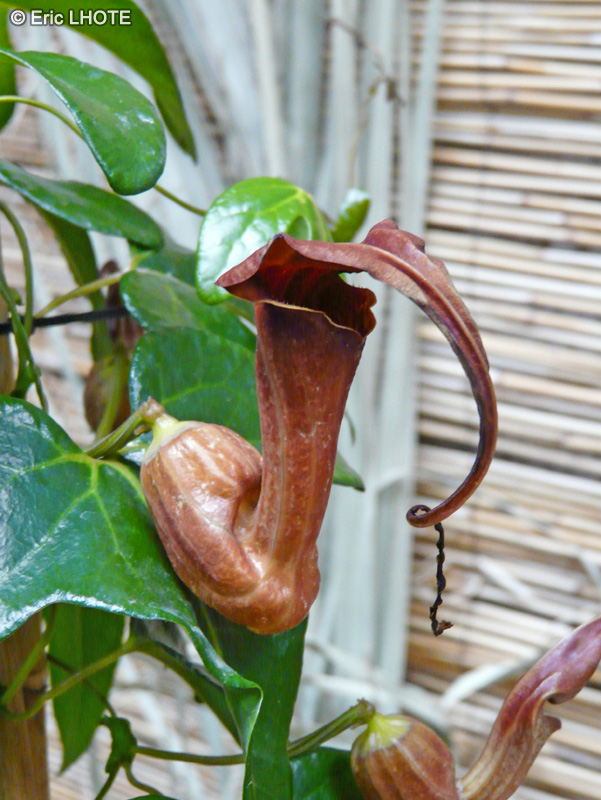  - Aristolochia kewensis - 