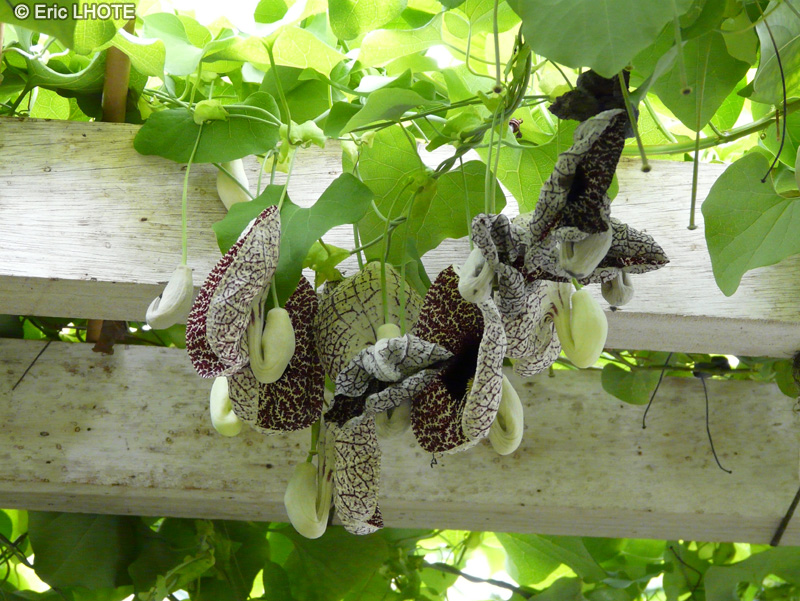 - Aristolochia littoralis - 