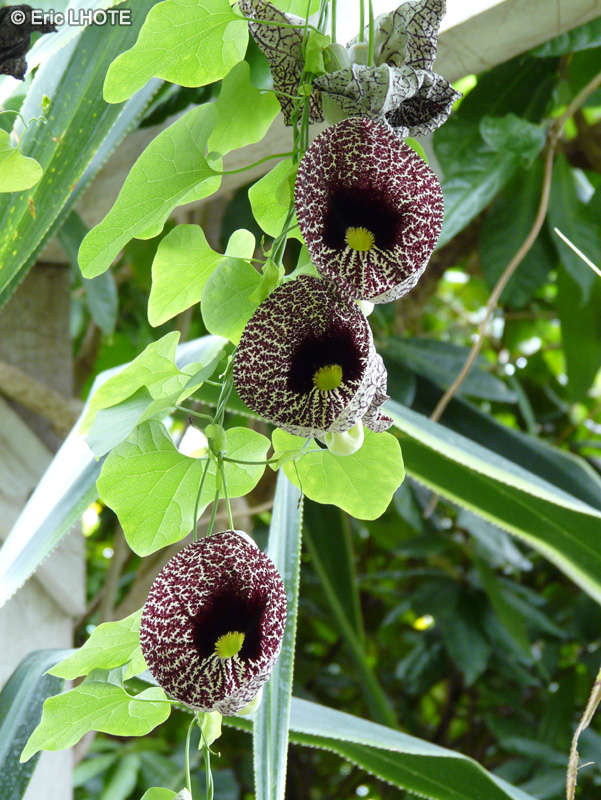  - Aristolochia littoralis - 