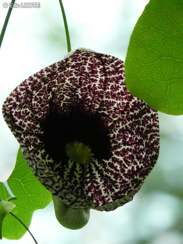  - Aristolochia littoralis - 