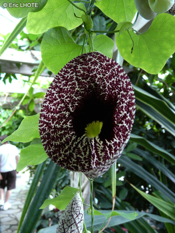  - Aristolochia littoralis - 