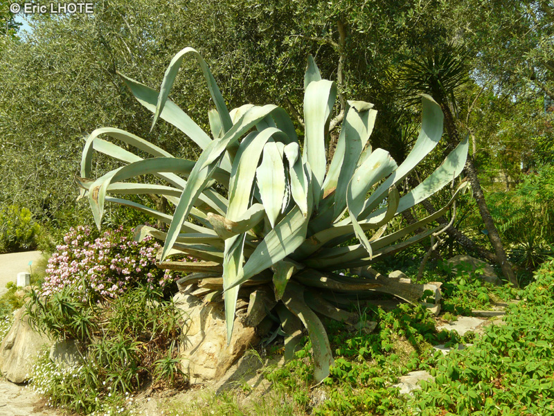 Asparagaceae - Agave americana - Agave Américain, Choka bleu