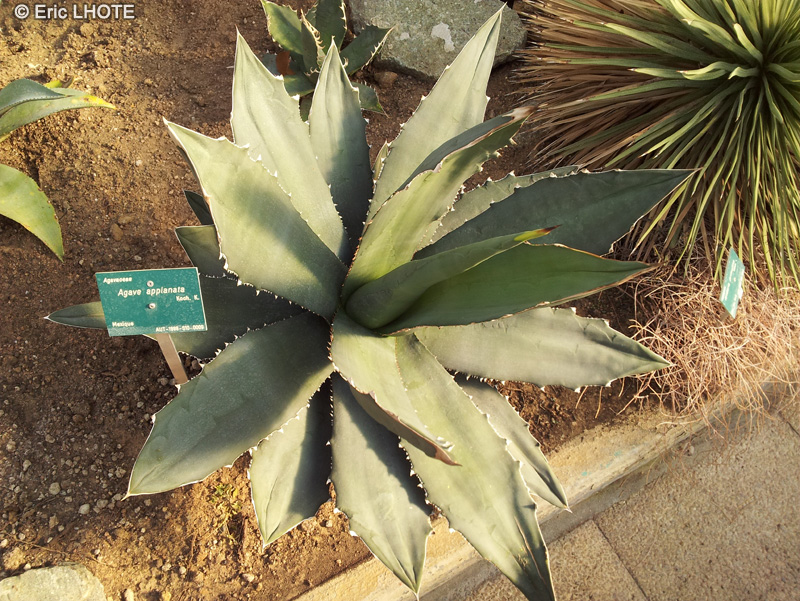 Asparagaceae - Agave applanata - Agave