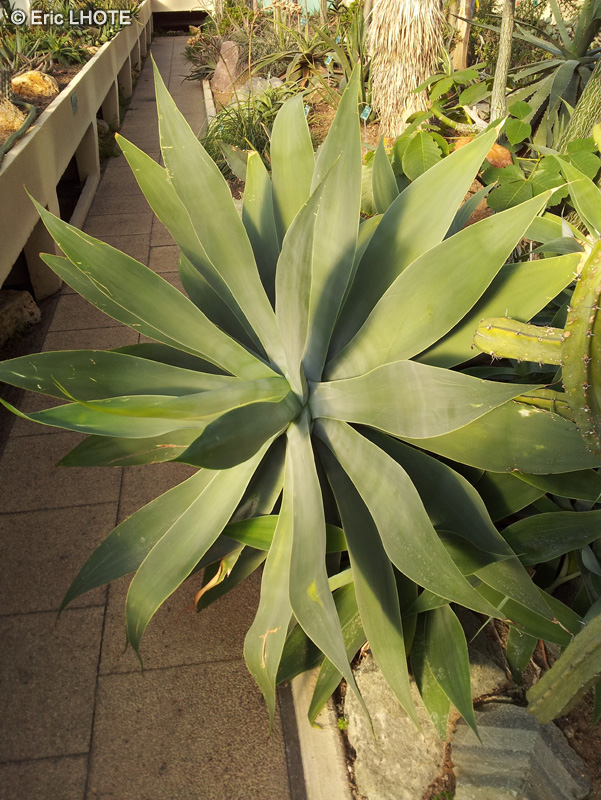  - Agave attenuata - 