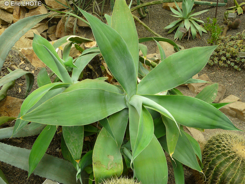 Asparagaceae - Agave attenuata - Agave à cou de cygne, Agave à queue de renard