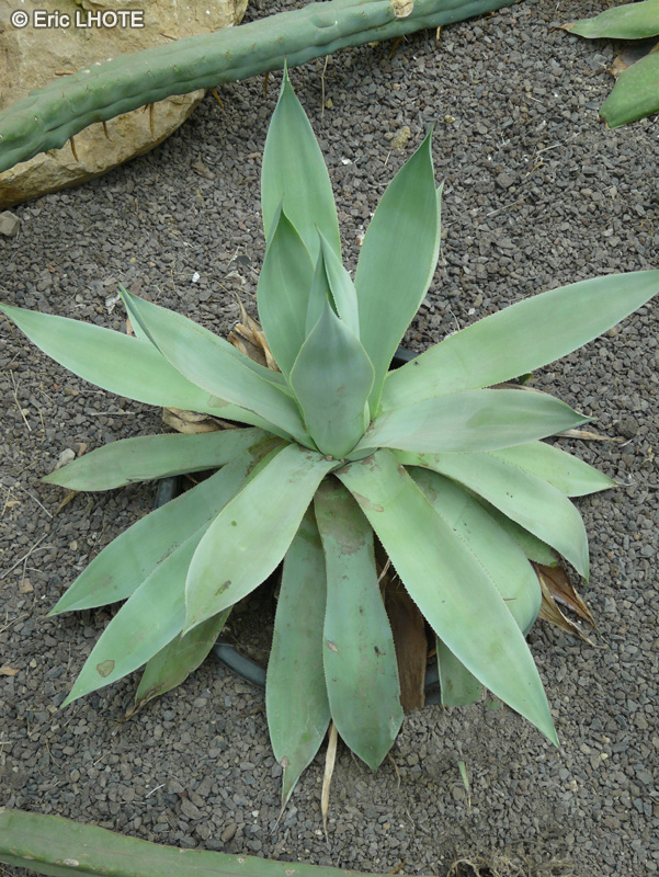 Asparagaceae - Agave celsii - Agave de Cels