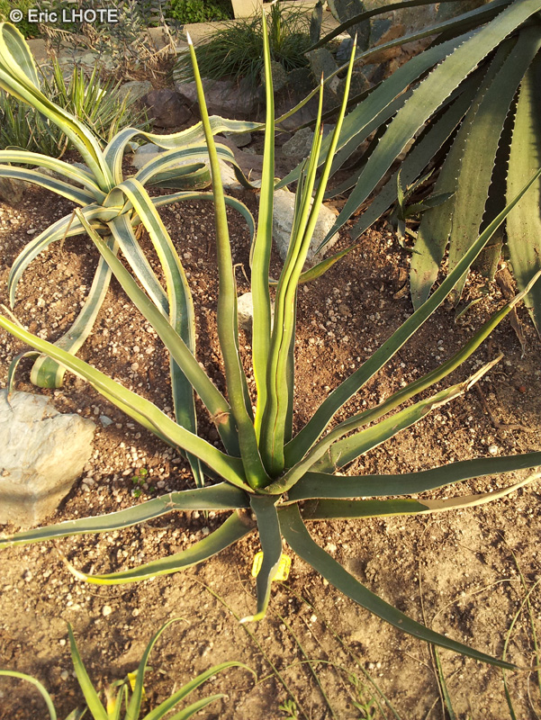 Asparagaceae - Agave difformis, Agave haynaldii - Agave