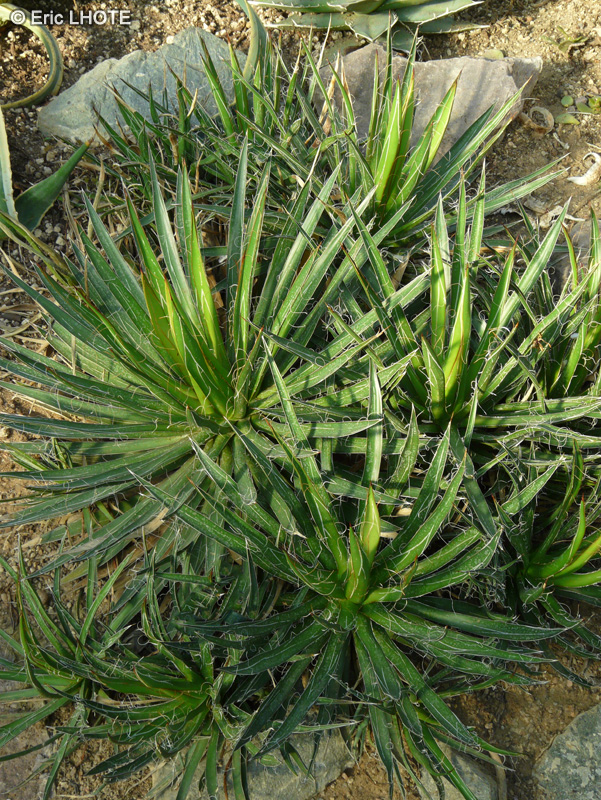  - Agave filifera - 