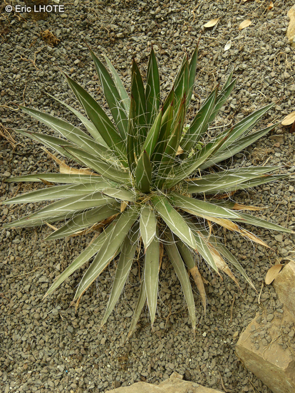 Asparagaceae - Agave filifera - Agave poilu