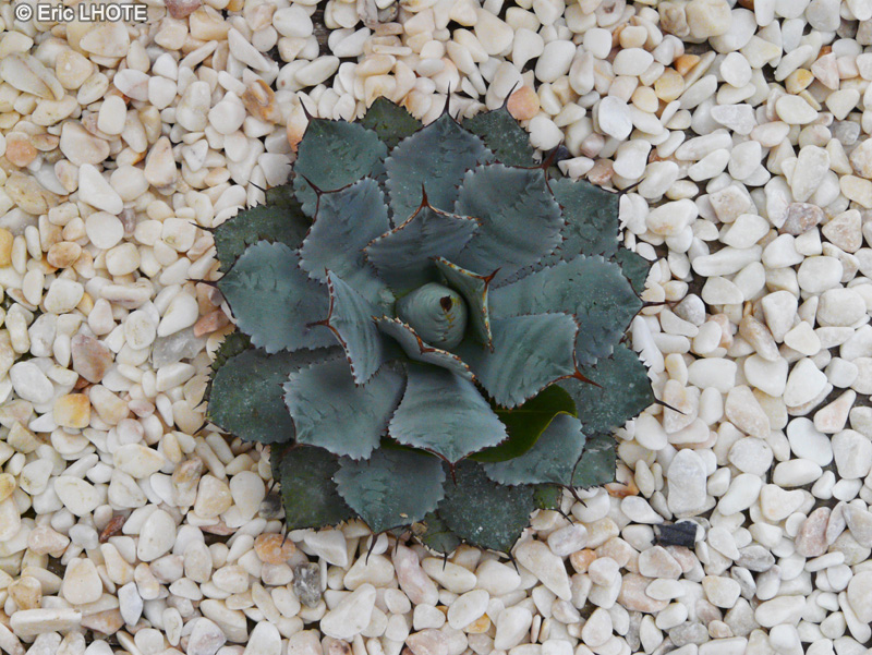 Asparagaceae - Agave guadalajarana, Agave megalacantha - Agave
