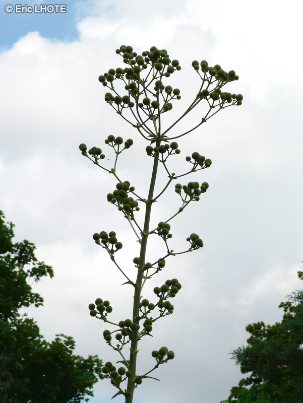  - Agave parii - 