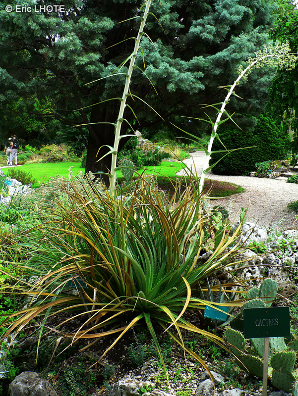 Asparagaceae - Agave parii - Agave