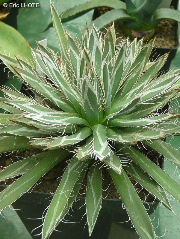 Asparagaceae - Agave polianthiflora - Agave