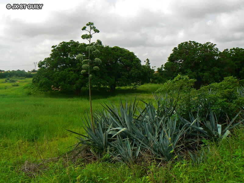  - Agave sisalana - 