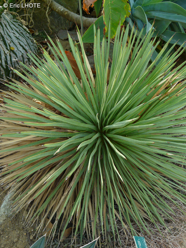 Asparagaceae - Agave stricta - Agave