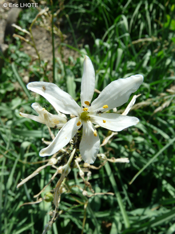  - Anthericum liliago - 