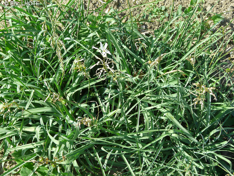 Asparagaceae - Anthericum liliago - Phalang&egrave;re &agrave; fleurs de Lis, B&acirc;ton de Saint Joseph, Herbe &agrave; l&rsquo;araign&eacute;e
