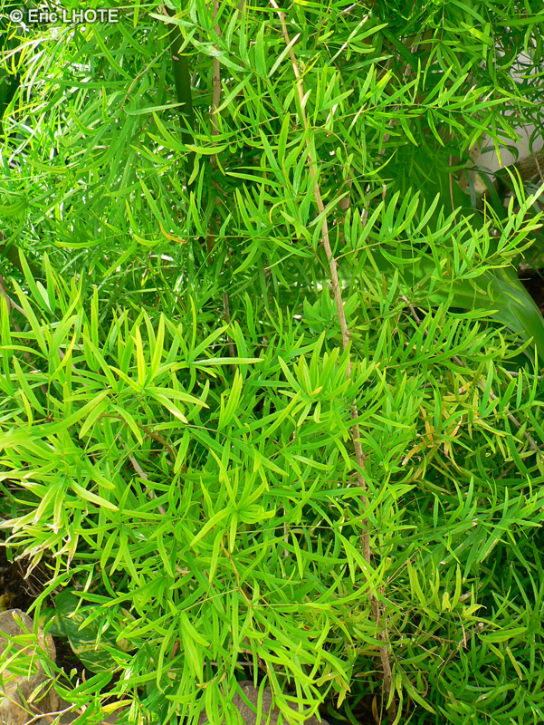 Asparagaceae - Asparagus falcatus - Asperge en faux