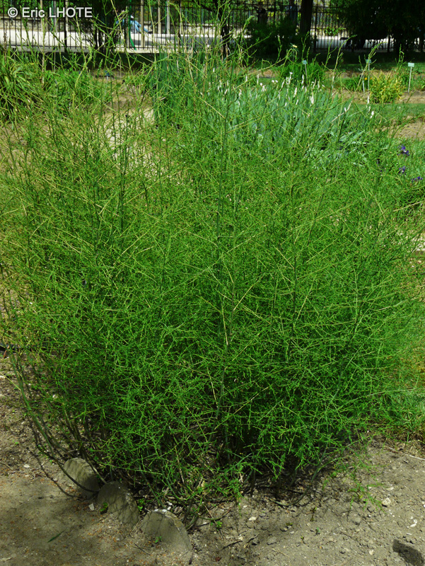 Asparagaceae - Asparagus maritimus - Asperge maritime