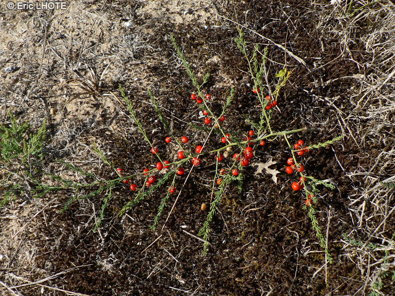  - Asparagus officinalis ssp. prostratus - 
