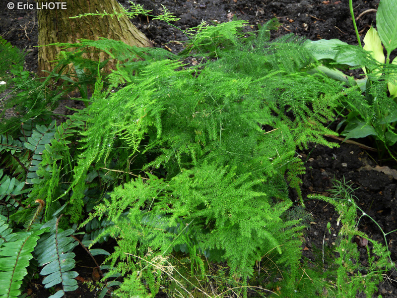 Asparagaceae - Asparagus plumosus - Asparagus des fleuristes