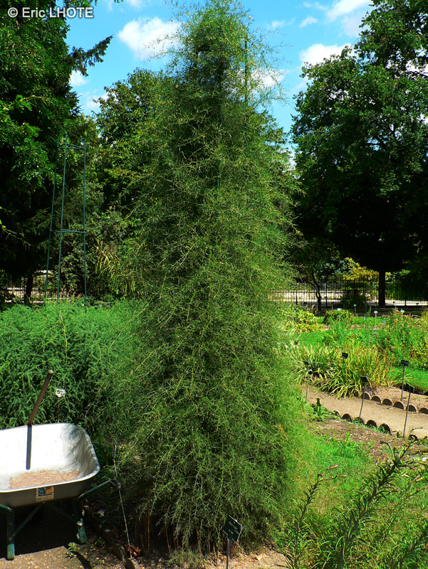Asparagaceae - Asparagus verticillatus - Asparagus