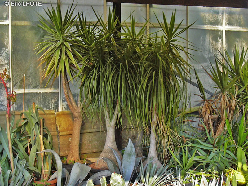 Asparagaceae - Beaucarnea recurvata - Beaucarnea recurvée, Noline récurvée, Arbre bouteille, Pied d’éléphant