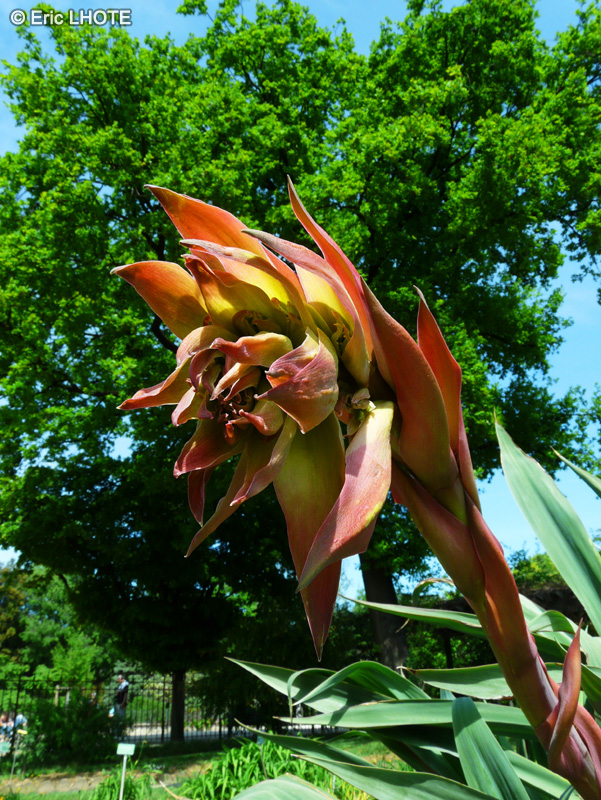  - Beschorneria yuccoides - 