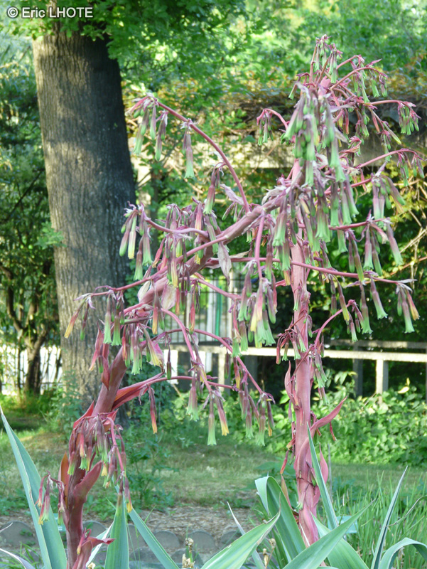  - Beschorneria yuccoides - 