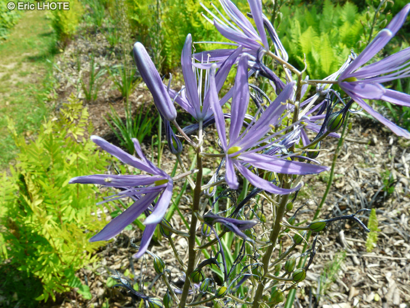  - Camassia cusickii - 
