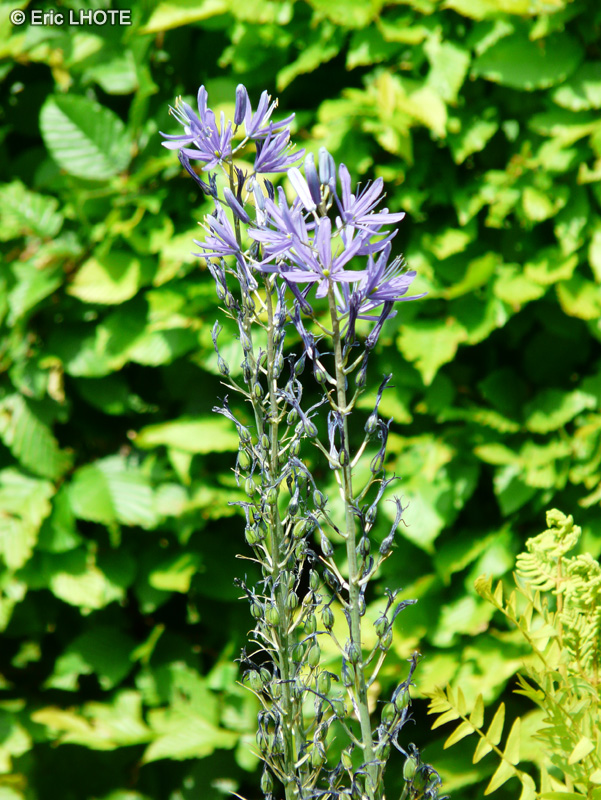  - Camassia cusickii - 