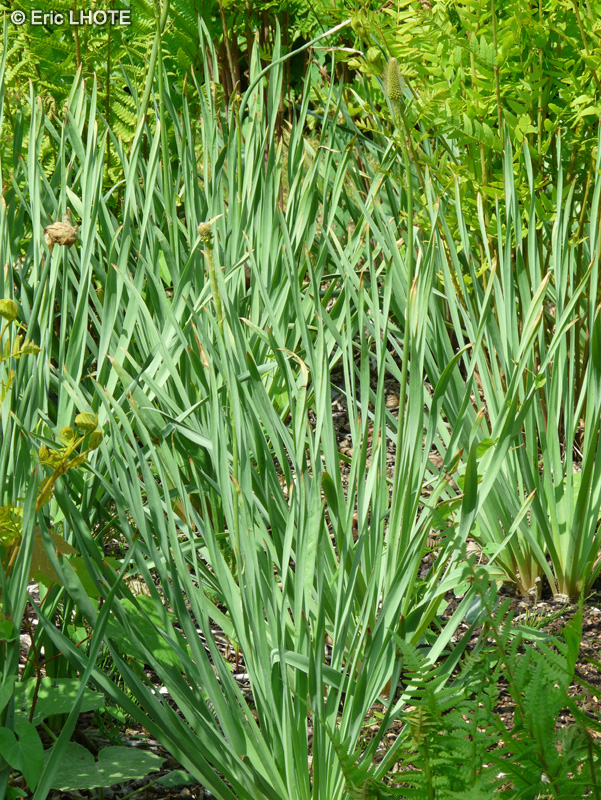 Asparagaceae - Camassia cusickii - Camassie de Cusick, Camash Quamash