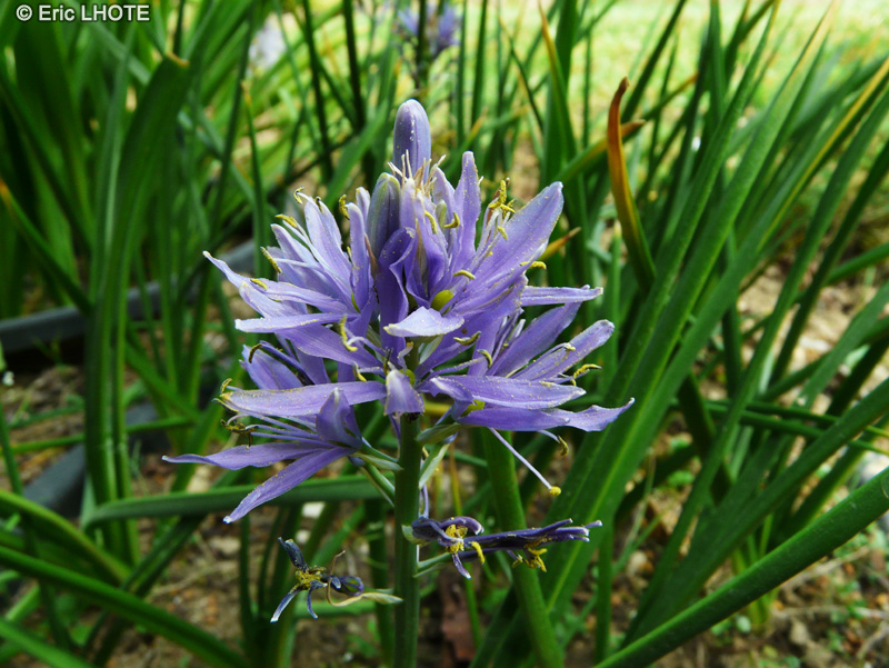  - Camassia leichtlinii - 