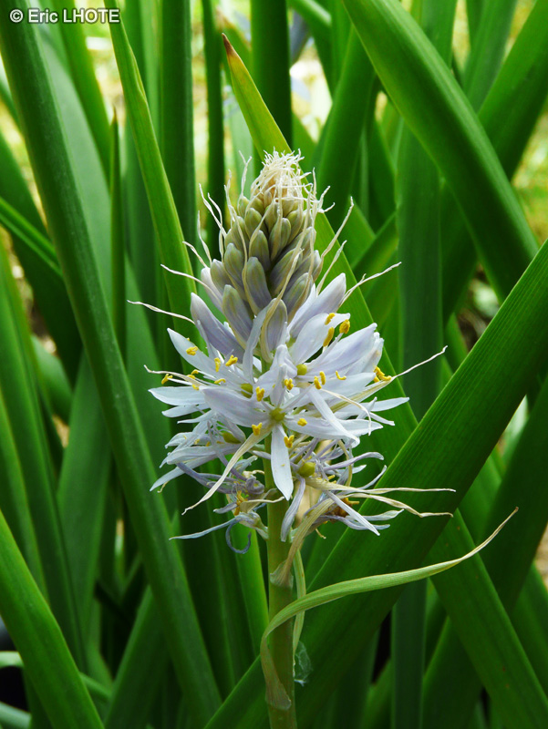  - Camassia montana - 