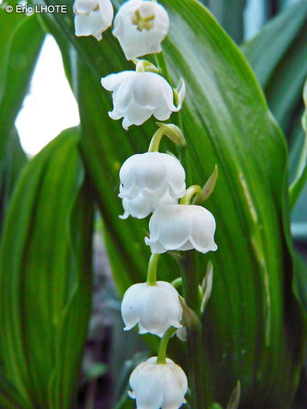  - Convallaria majalis - 