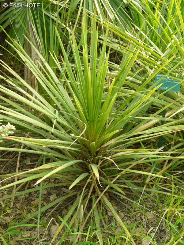 Asparagaceae - Cordyline indivisa - Cordyline, Cabbage tree