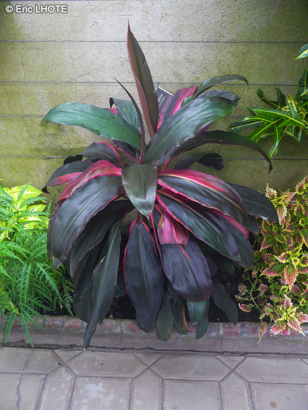  - Cordyline terminalis, Cordyline fruticosa - 