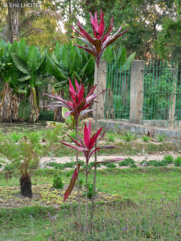  - Cordyline terminalis, Cordyline fruticosa - 