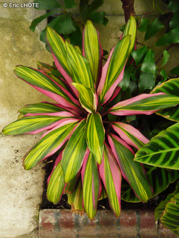  - Cordyline terminalis, Cordyline fruticosa - 