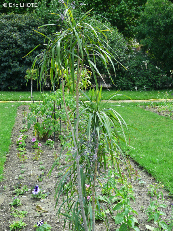  - Cordyline terminalis, Cordyline fruticosa - 