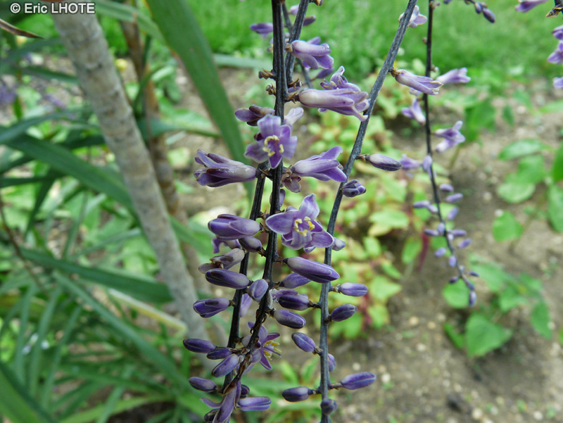  - Cordyline terminalis, Cordyline fruticosa - 