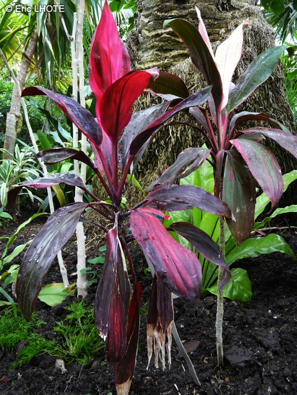Asparagaceae - Cordyline terminalis, Cordyline fruticosa - Cordyline, Epinard Hawa&iuml;en