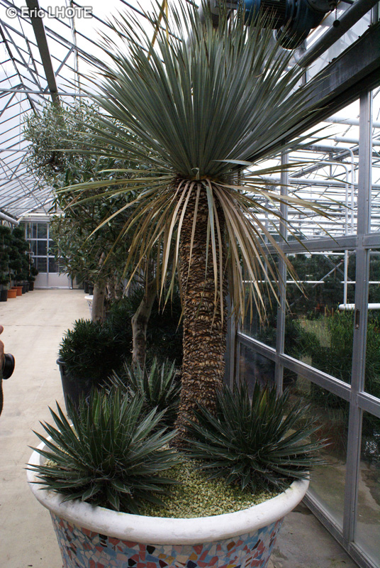 Asparagaceae - Dasylirion glaucophyllum - Dasylire, Sotol
