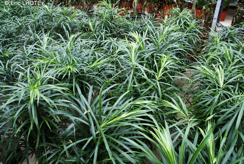 Asparagaceae - Dracaena - Dragonnier
