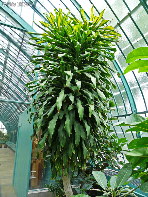 Asparagaceae - Dracaena fragrans - Dragonnier