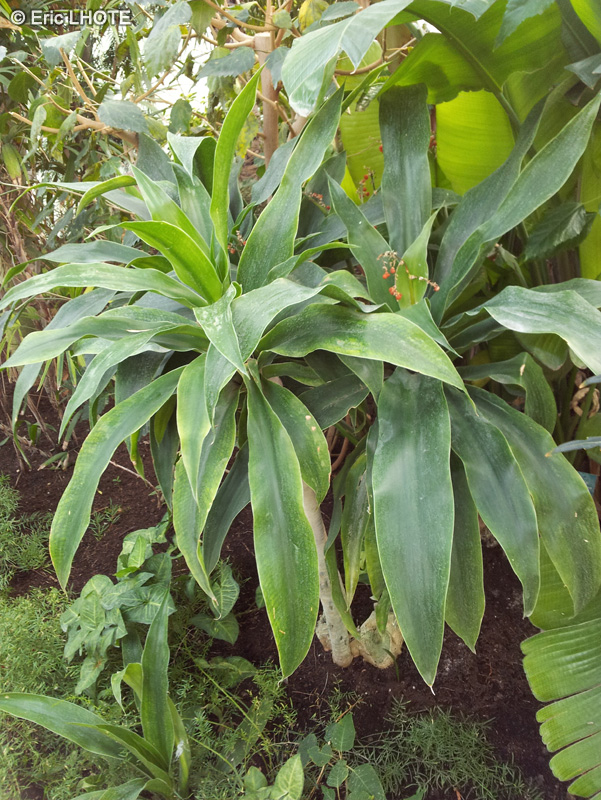  - Dracaena hookeriana - 