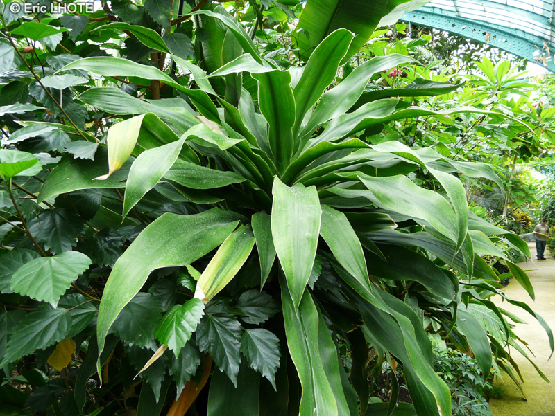 Asparagaceae - Dracaena hookeriana - Indoor dragon tree